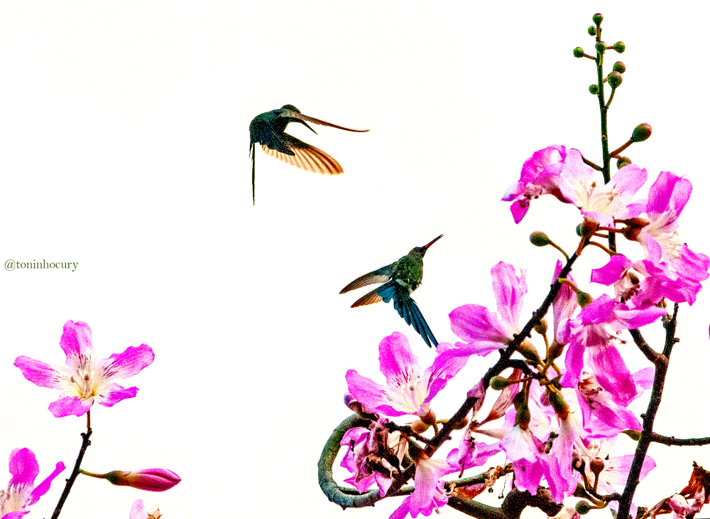 Delicadeza.