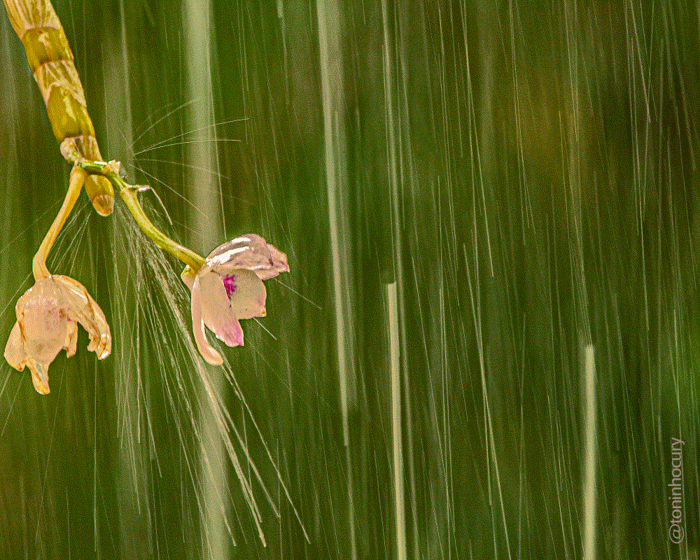 Banho de chuva